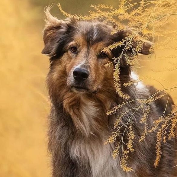 Merlin Ein Hund mit braunem Fell steht vor einem goldenen, herbstlichen Hintergrund.